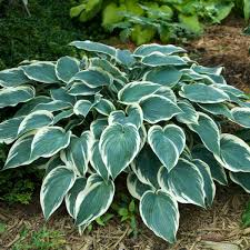 Hosta El Nino (8013)